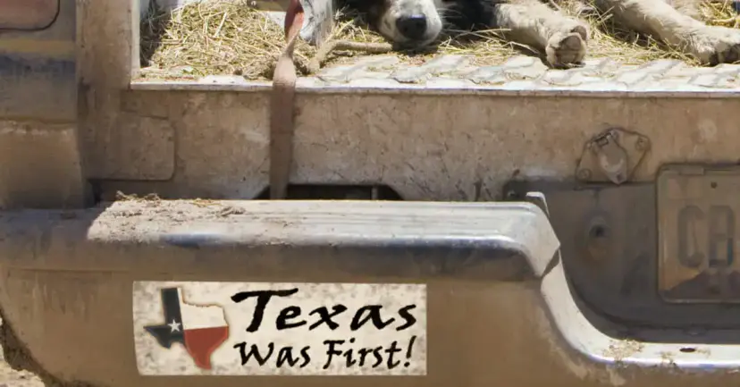A "Texas Was First!" bumper sticker on a dusty pickup truck bumper, with a dog resting in the bed.