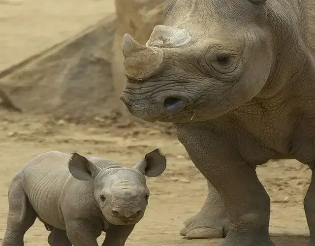 Baby rhinoceros standing beside its mother on sandy ground.