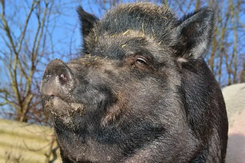 Close-up of a dark, bristly wild hog's face with bits of straw on its head.