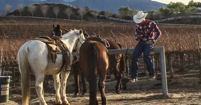 A cowboy sits on a fence rail beside two saddled horses in a dusty corral.