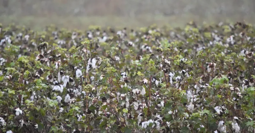 A field of cotton plants with open white bolls ready for harvest.