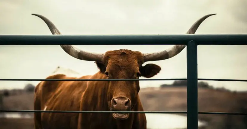 A longhorn steer standing behind a metal ranch fence.