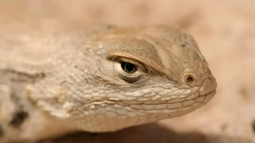 Close-up of the head of a sand-colored dunes sagebrush lizard resting on sand.