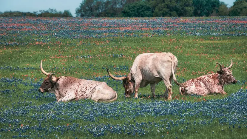 Three Texas longhorn cattle rest and graze in a green field of bluebonnets and red wildflowers.