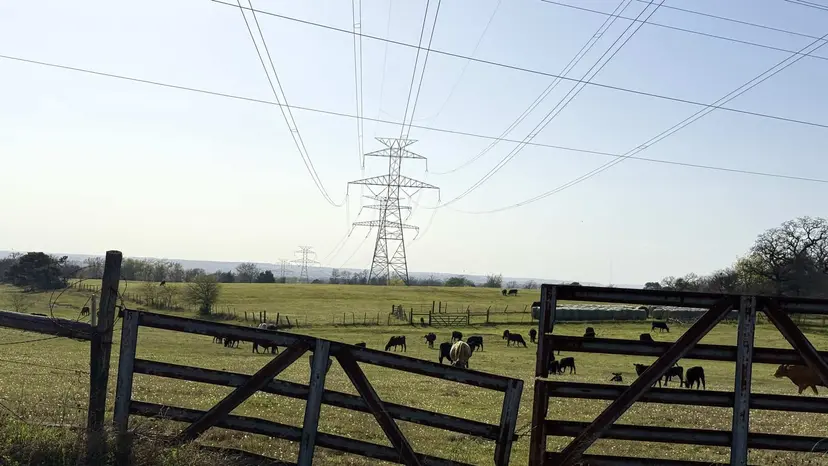 Cattle grazing on East Texas pasture beneath high-voltage transmission lines and a steel tower.