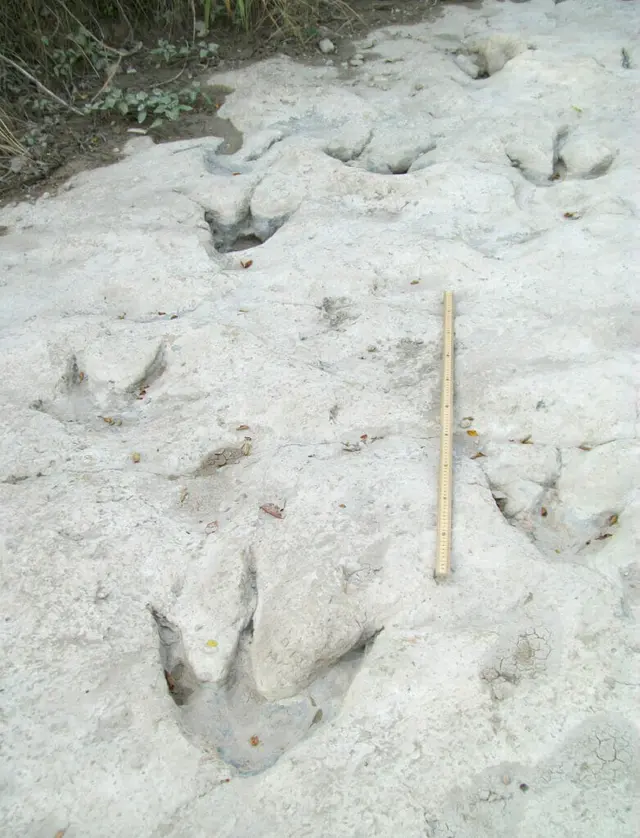 Three toed dinosaur tracks pressed into pale limestone beside a wooden measuring stick.