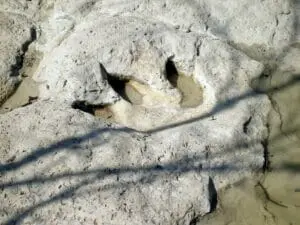 A three toed dinosaur footprint pressed into pale limestone.