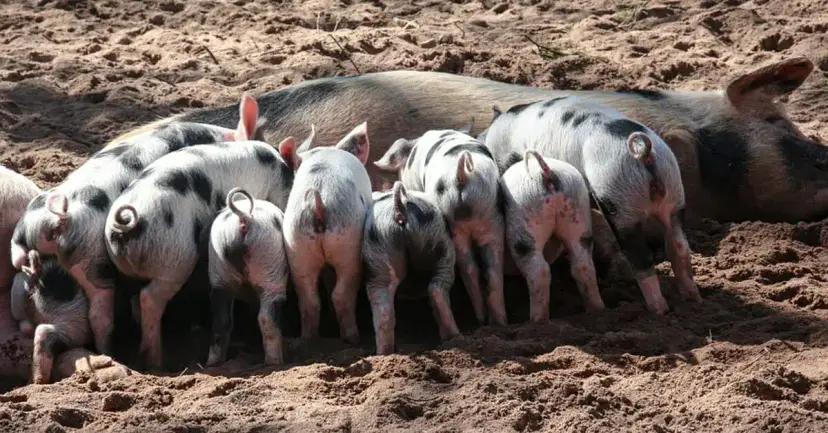 A litter of spotted piglets nursing from a sow lying in the dirt.