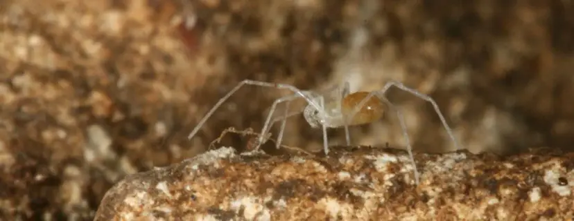 Pale, long-legged cave arachnid standing on a rock in a dark limestone cave.