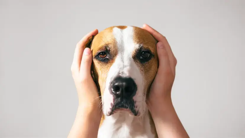 A beagle mix dog with human hands covering its ears against a plain gray background.