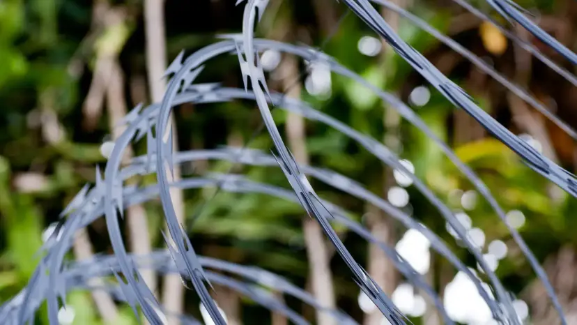 Close view of coiled razor wire in front of green brush.