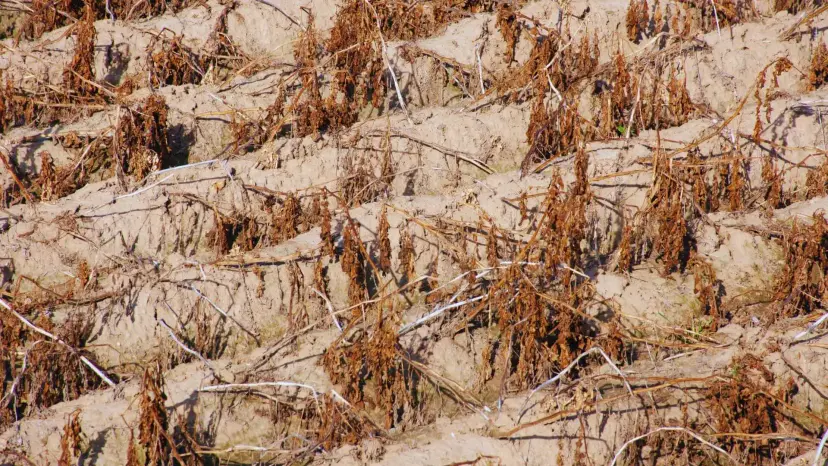Dry furrows of a drought-stricken farm field lined with withered, dead crops.