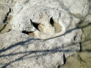 A three toed dinosaur footprint pressed into pale limestone.