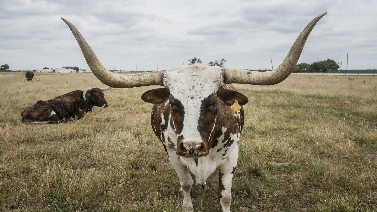 Longhorn steer