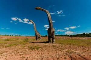 Two long necked sauropod dinosaur models standing on dry open ground under a blue sky.