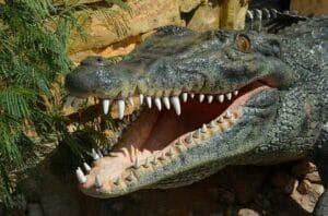 Close view of a crocodile head with its jaws open, showing rows of sharp teeth.