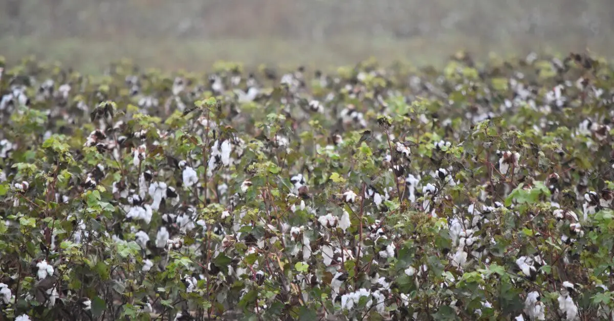 A field of cotton plants with open white bolls ready for harvest.
