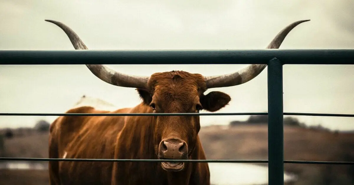 A longhorn steer standing behind a metal ranch fence.