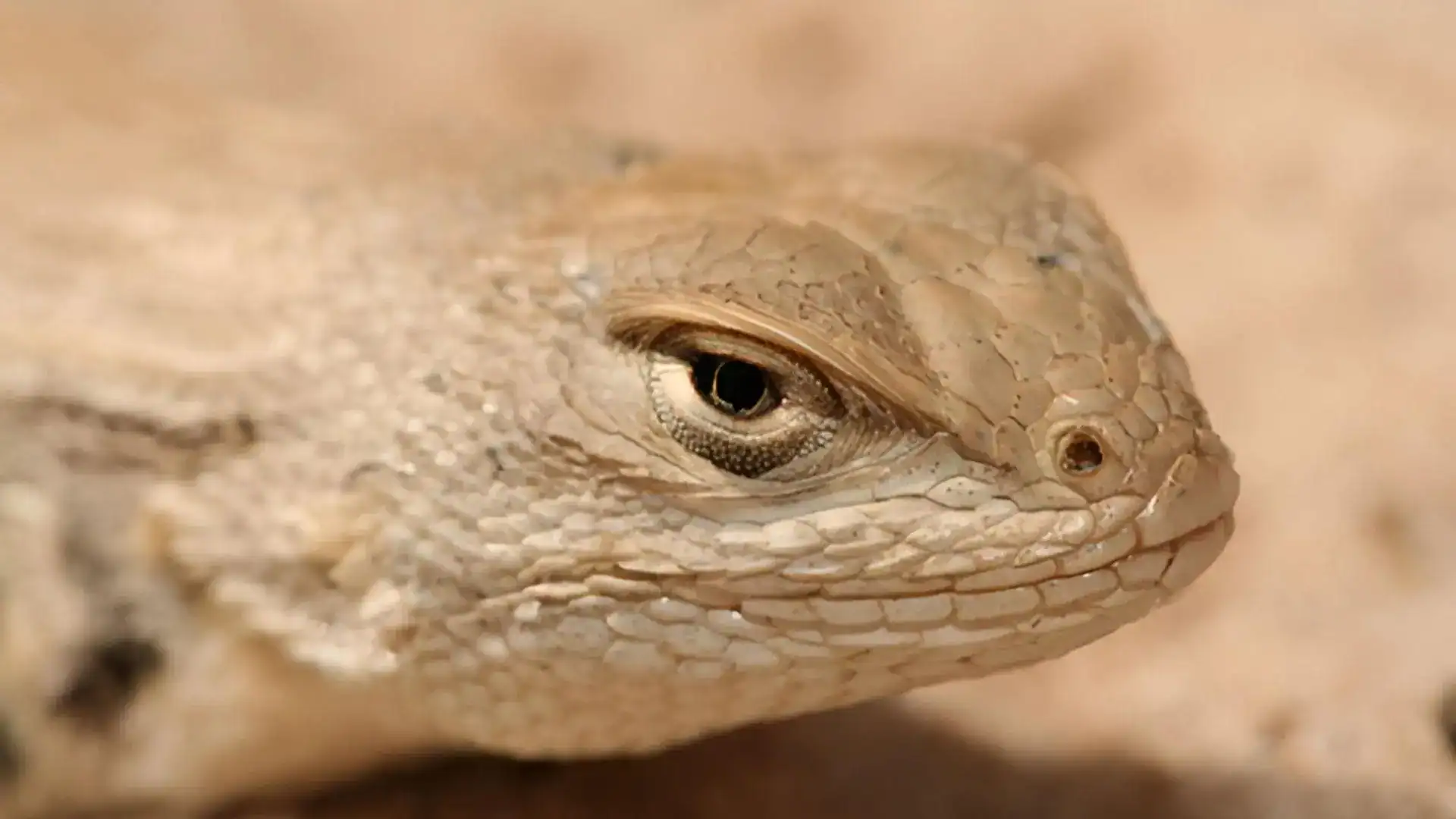 Close-up of the head of a sand-colored dunes sagebrush lizard resting on sand.