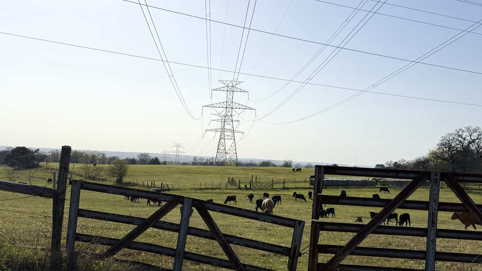Cattle grazing on East Texas pasture beneath high-voltage transmission lines and a steel tower.